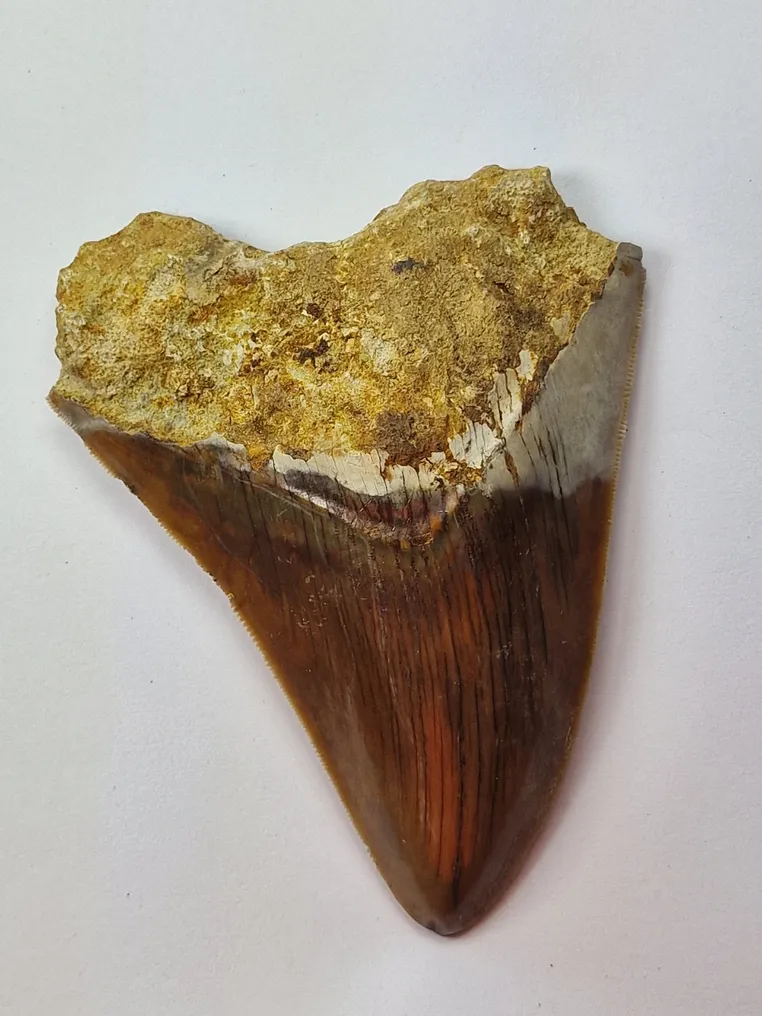 Megalodon - Fossil tooth - Otodus (Carcharocles) megalodon - 11 cm